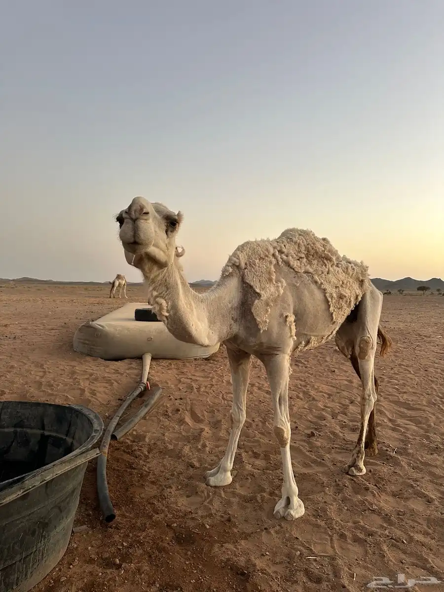 حايل للبيع 7