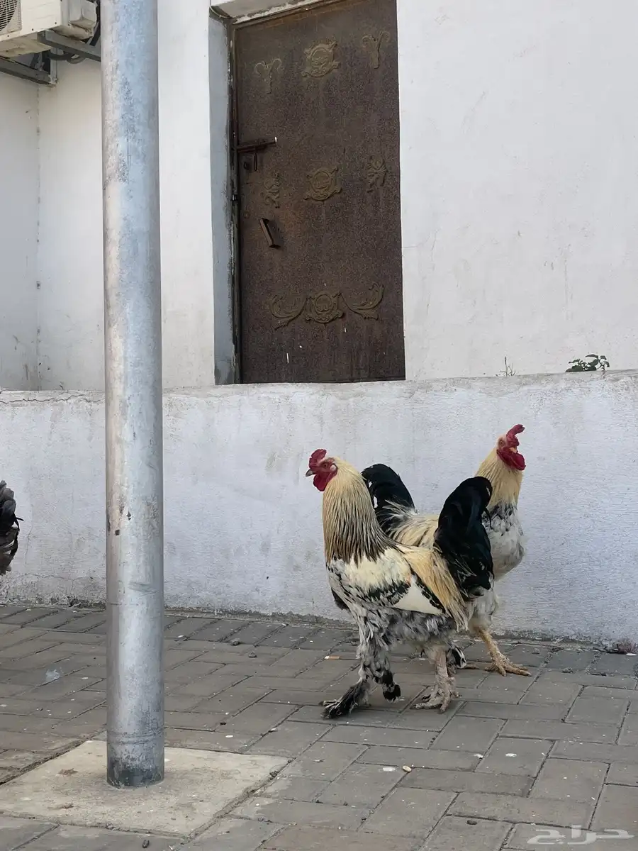 للبيع ديوك مهجن براهم 1