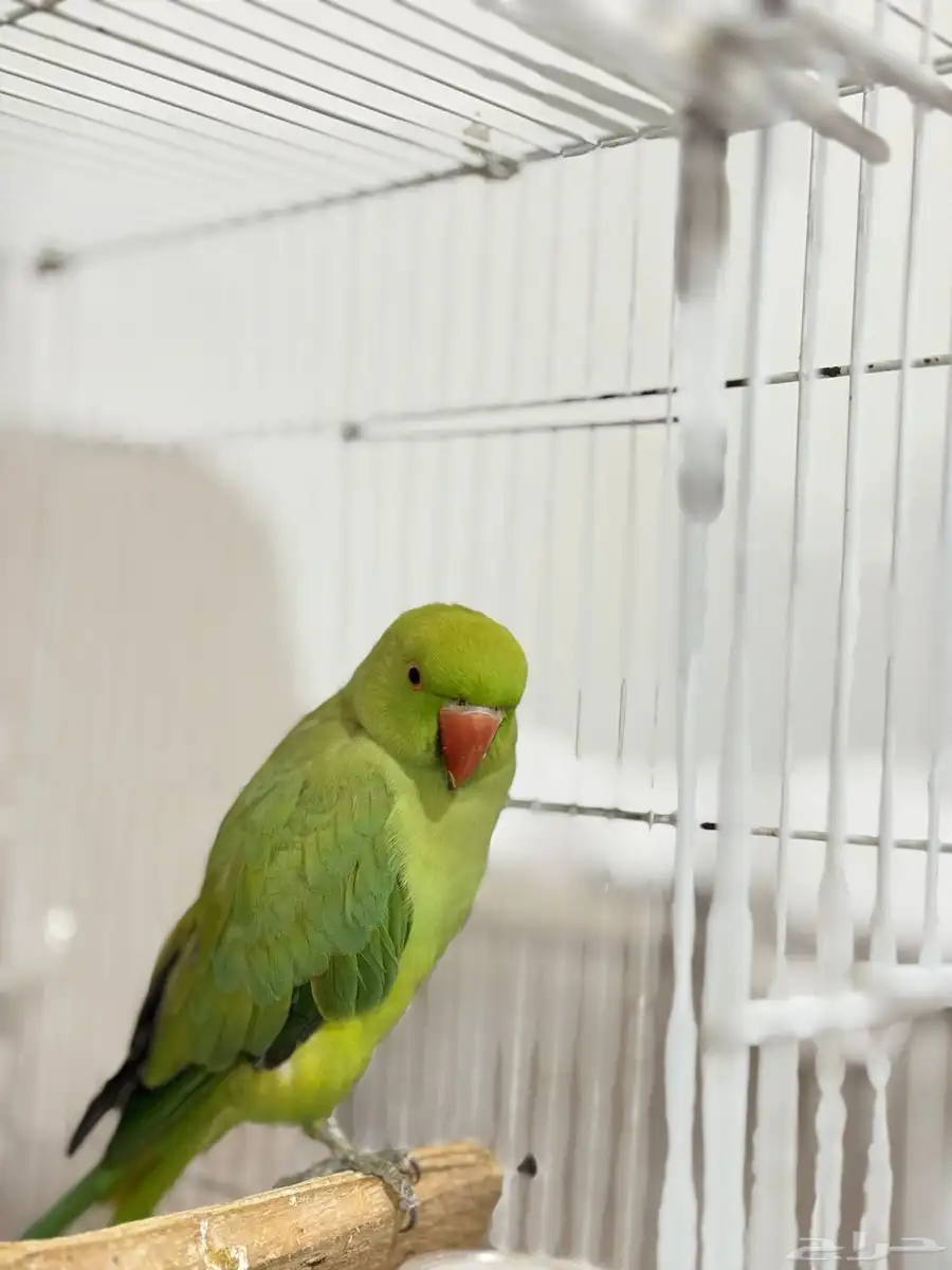 دره هندي زوج 1