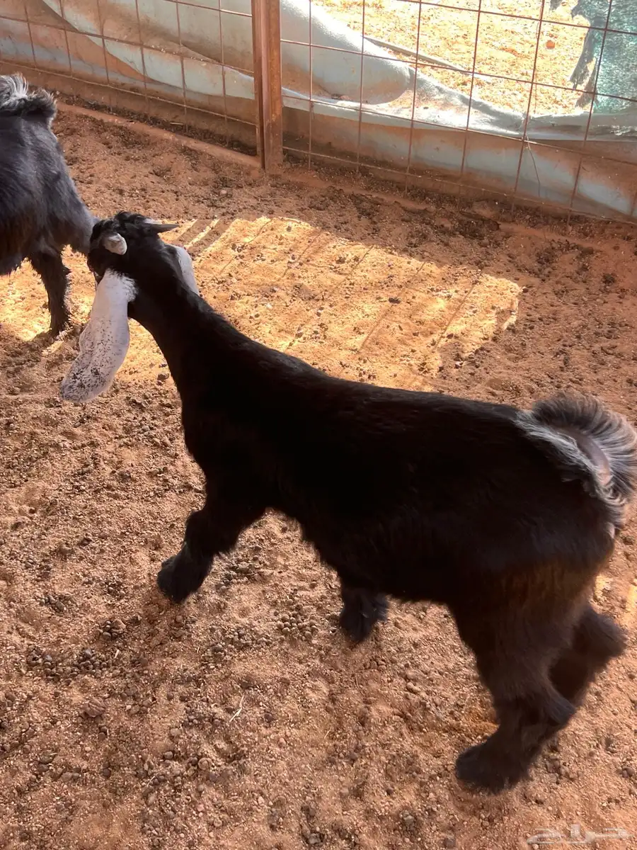 تيوس طيبات 0