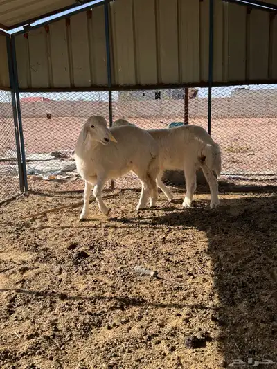 ذبايح رخال حريه 10