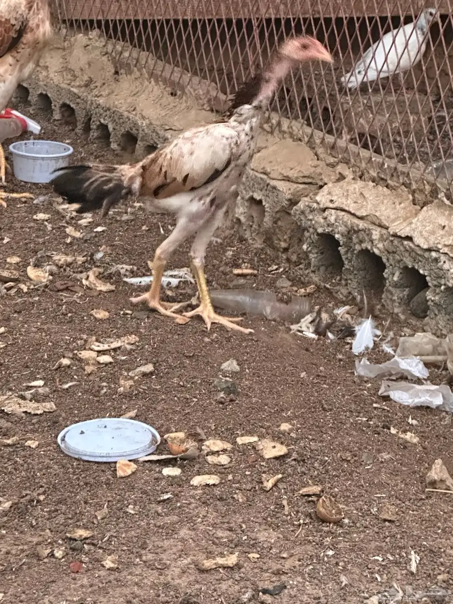 2دجاج فروخ شامو 4