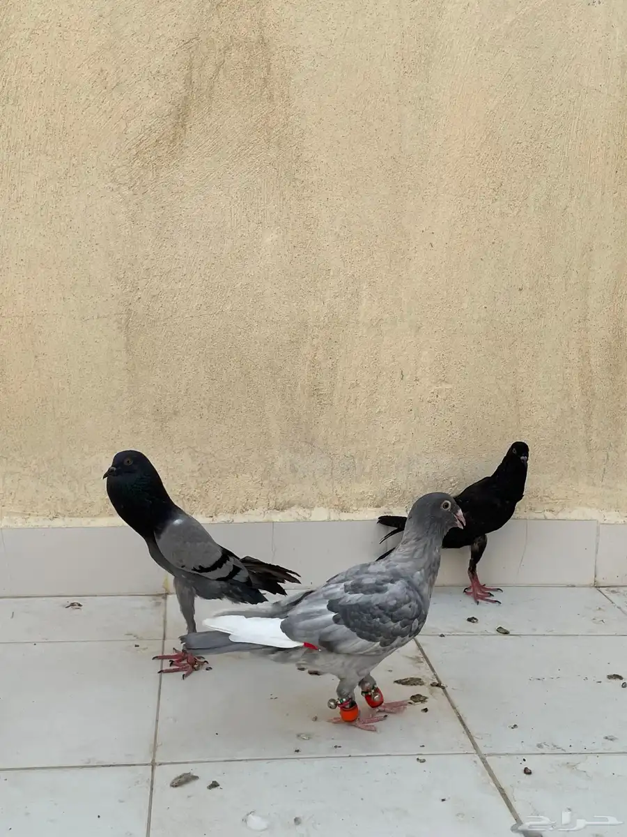 حمام نفاخ قلم 4