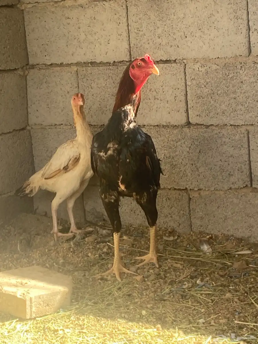 زوج سندي 1