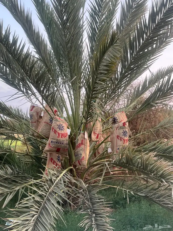 صيف مزرعه حبه فاخره مزرعه مخدومه الموقع خيبر السليم 1