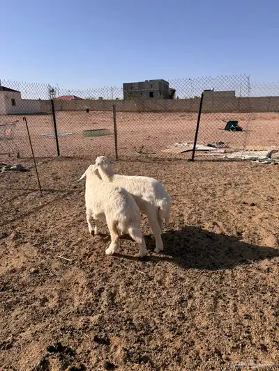 ذبايح رخال حريه 2