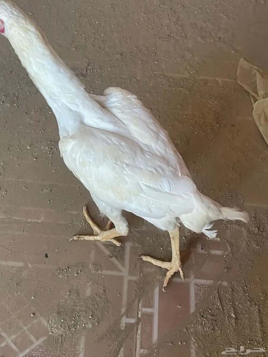 دجاج باكستاني 2