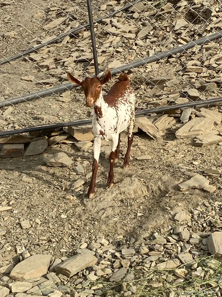 جفره وشحاء 0