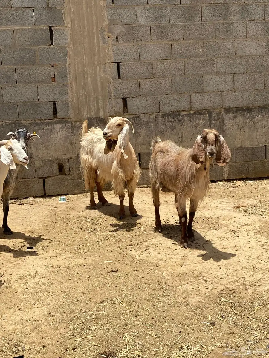 للبيع معزاء دفيع 17