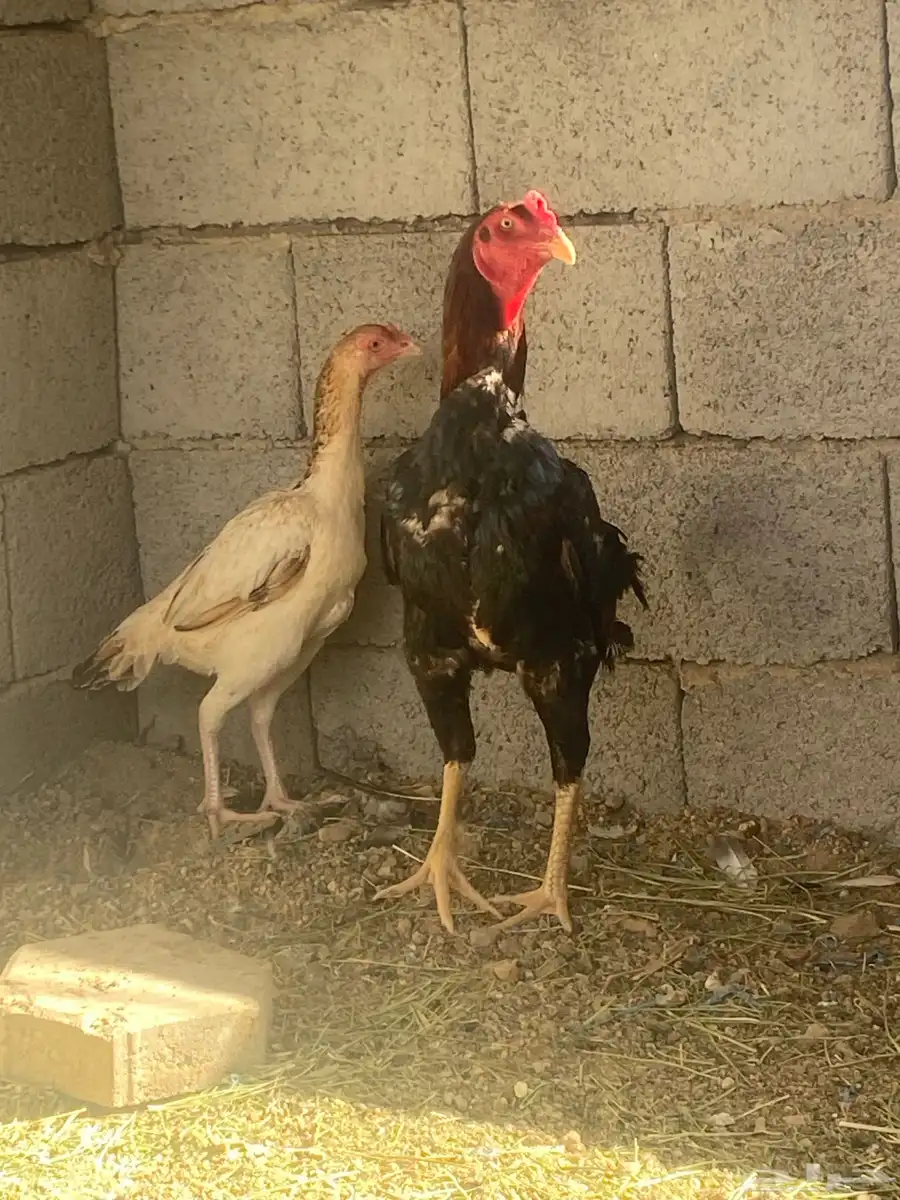 زوج سندي 2