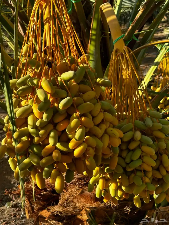 تمور للبيع 4