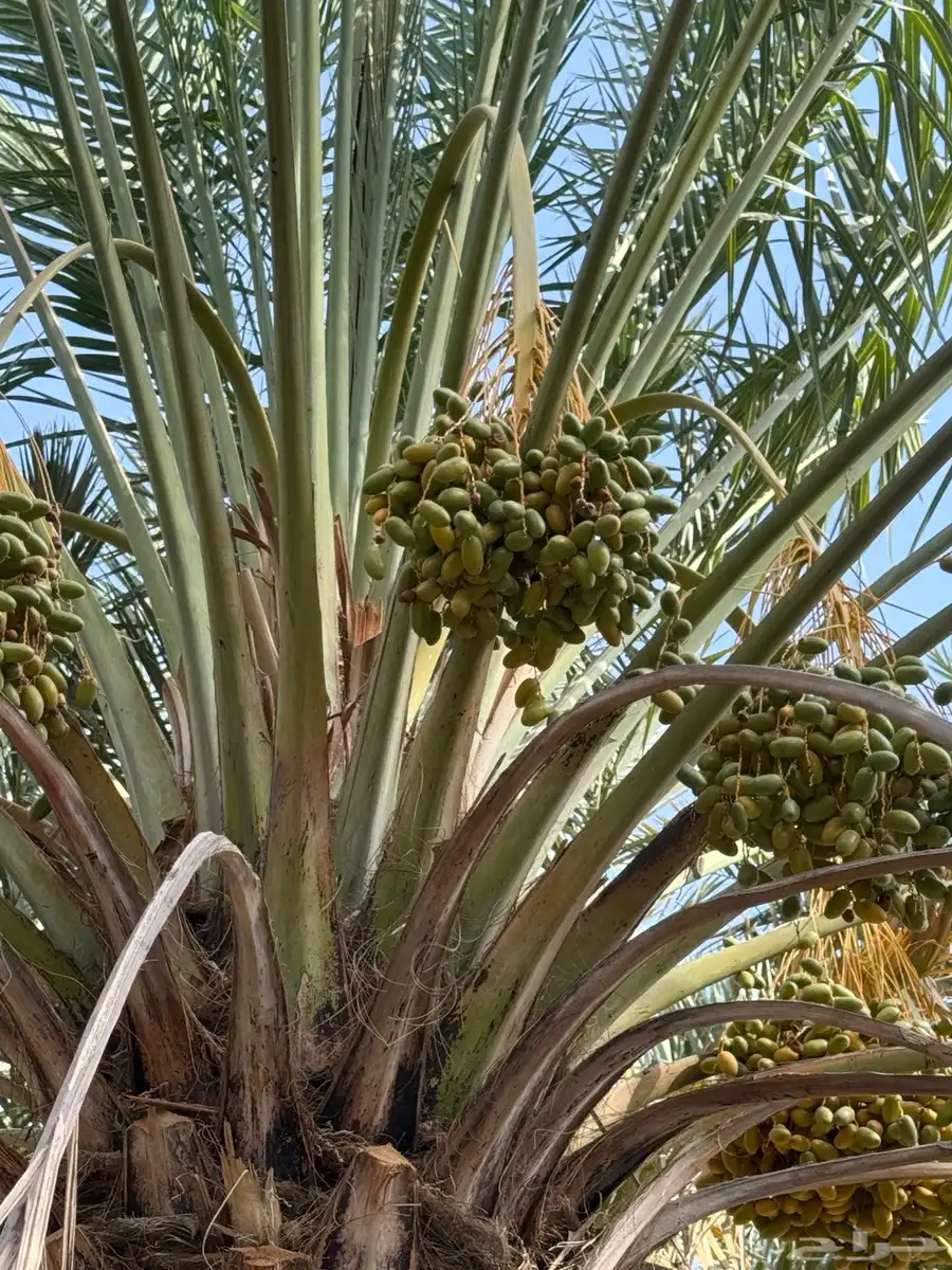 200 نخله صفري 1