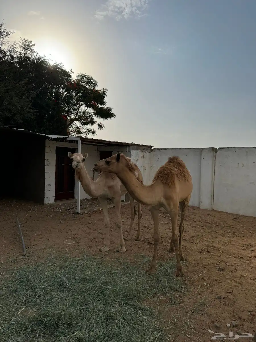 قعدان 4