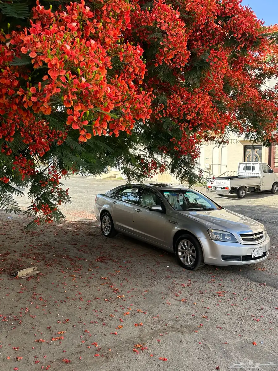 كابرس موديل 2012 LTZ فضي قمة في النظافة 10