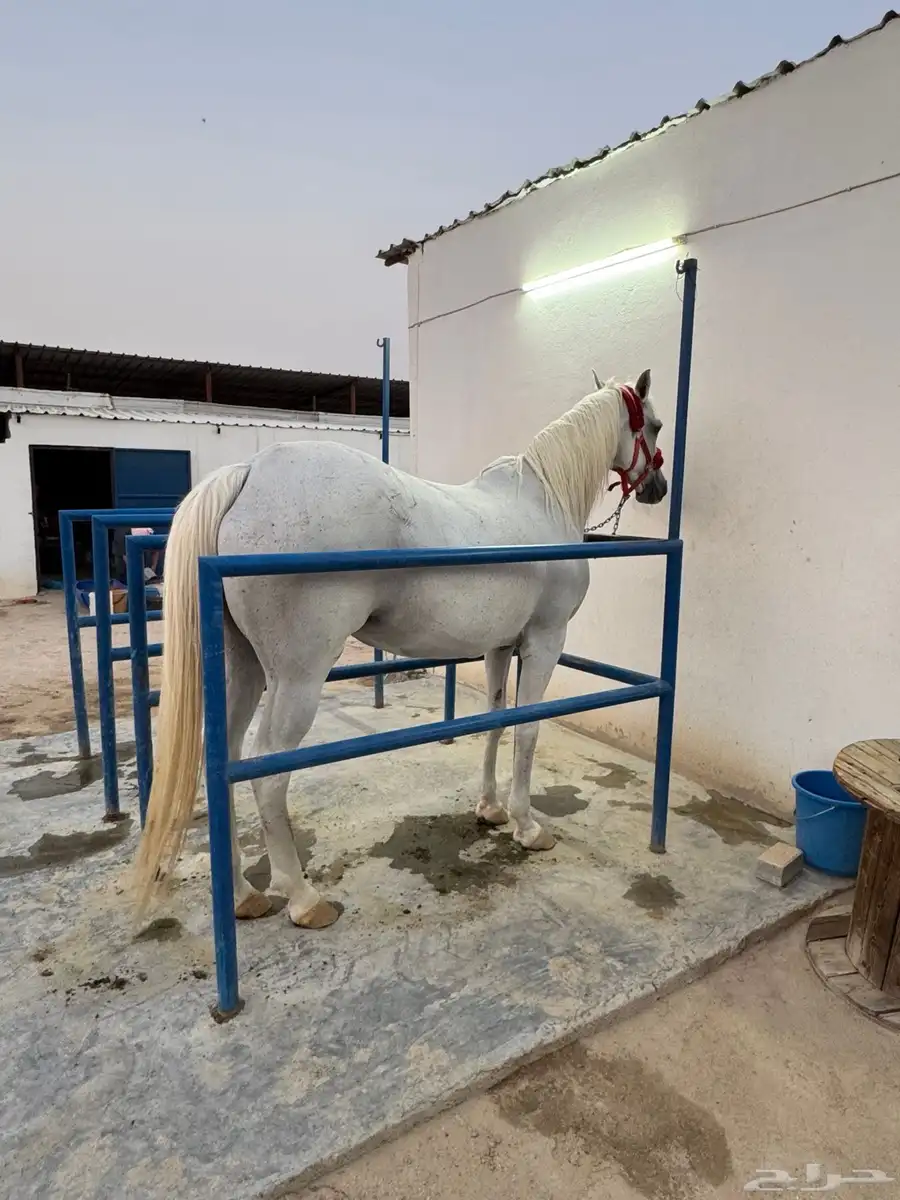 فرس شعبية صفراء 4