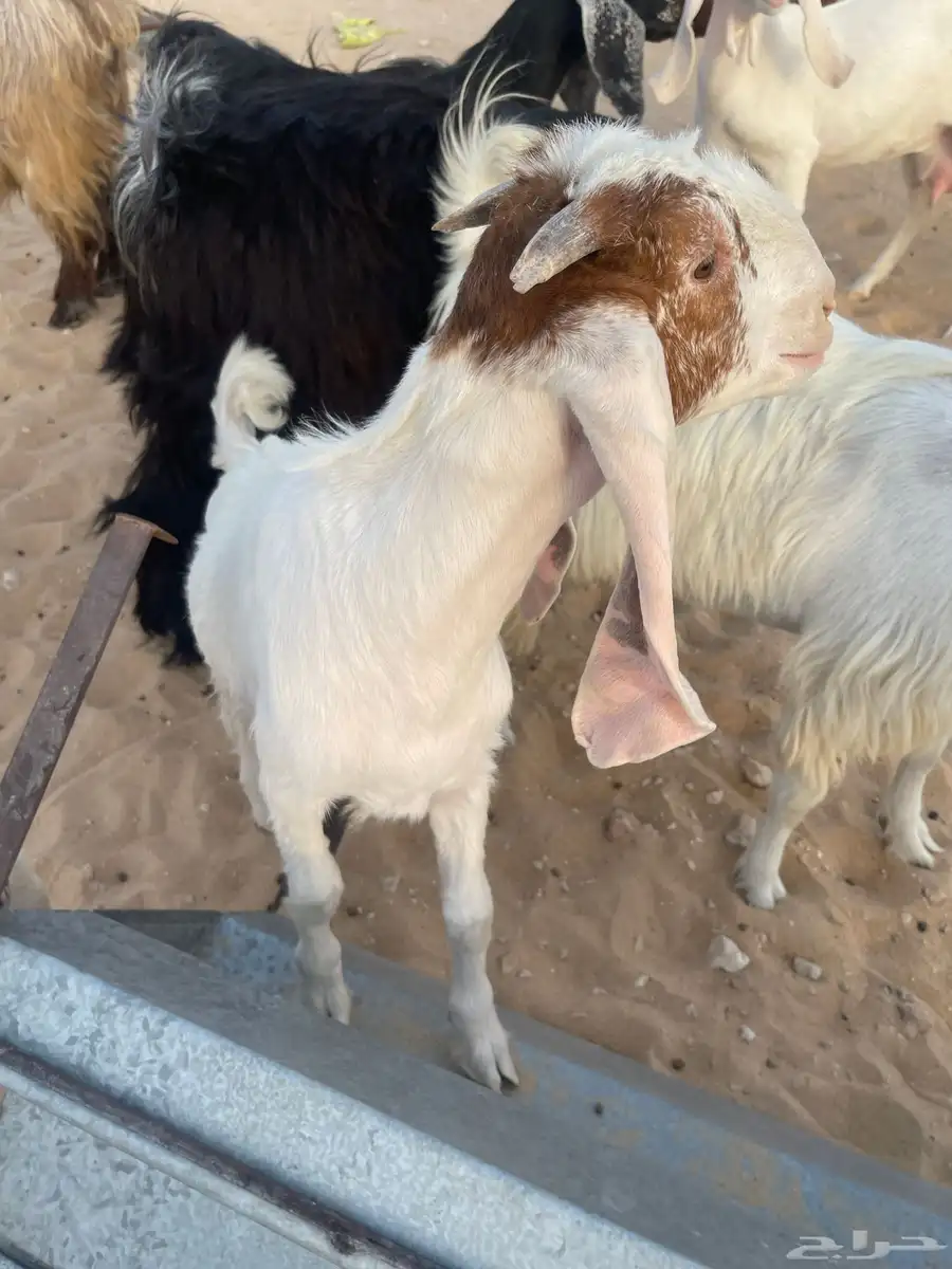 جفار 3