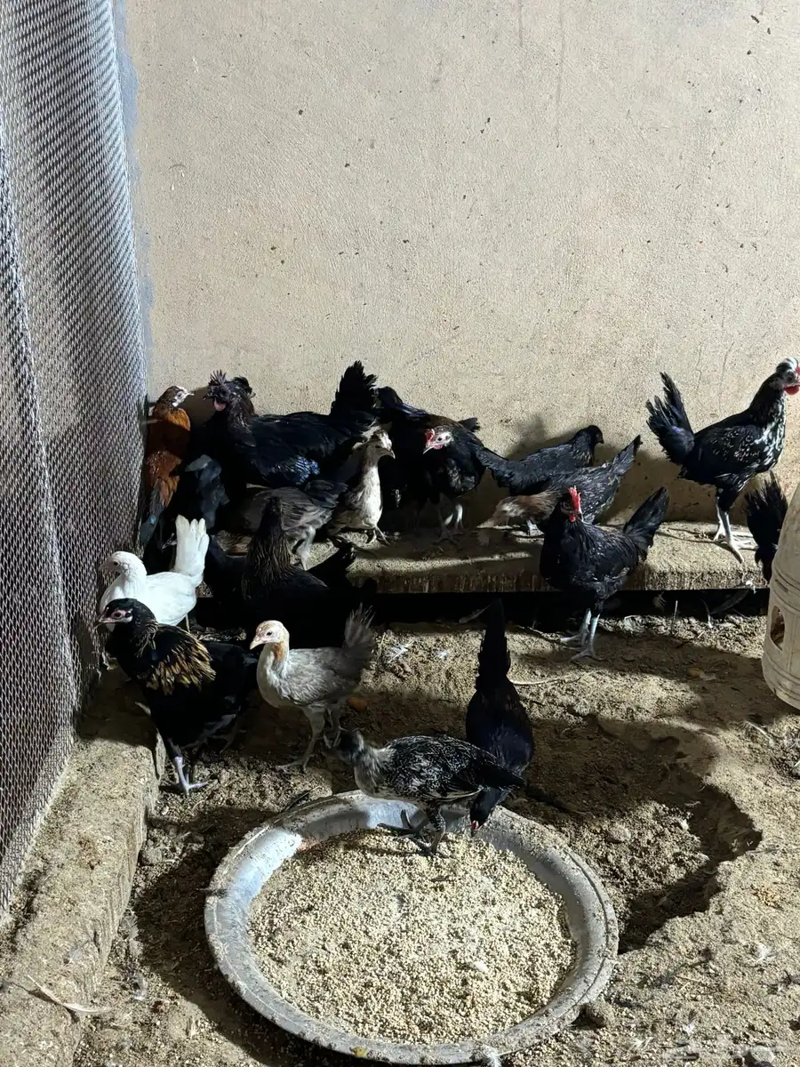 دجاج حساوي بياض 1
