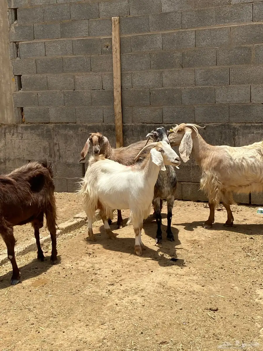 للبيع معزاء دفيع 14