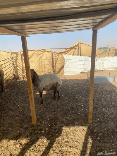 نعجه مضرع 2