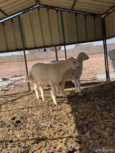 ذبايح رخال حريه 11
