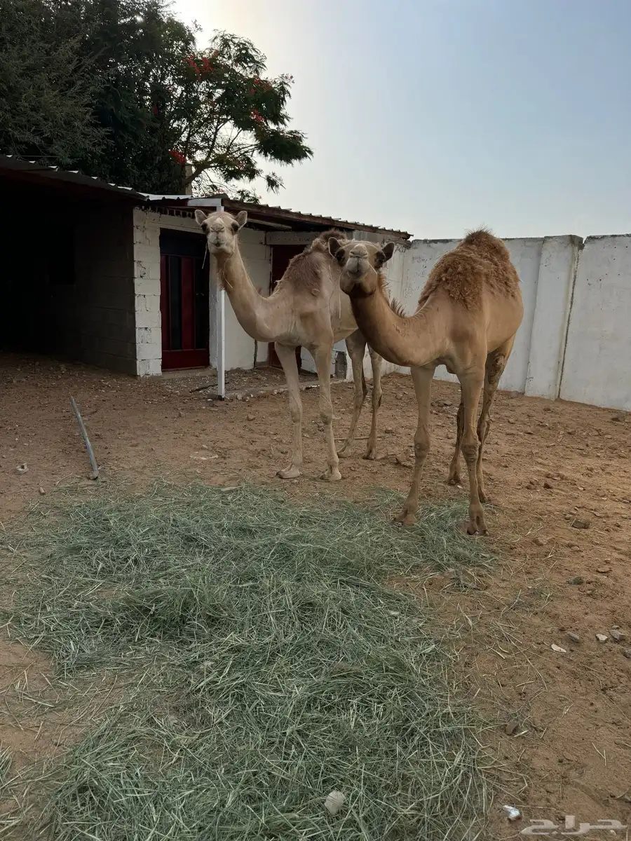 قعدان 3