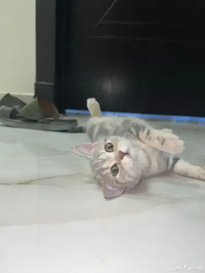 كيتن سكوتش للبيع 7