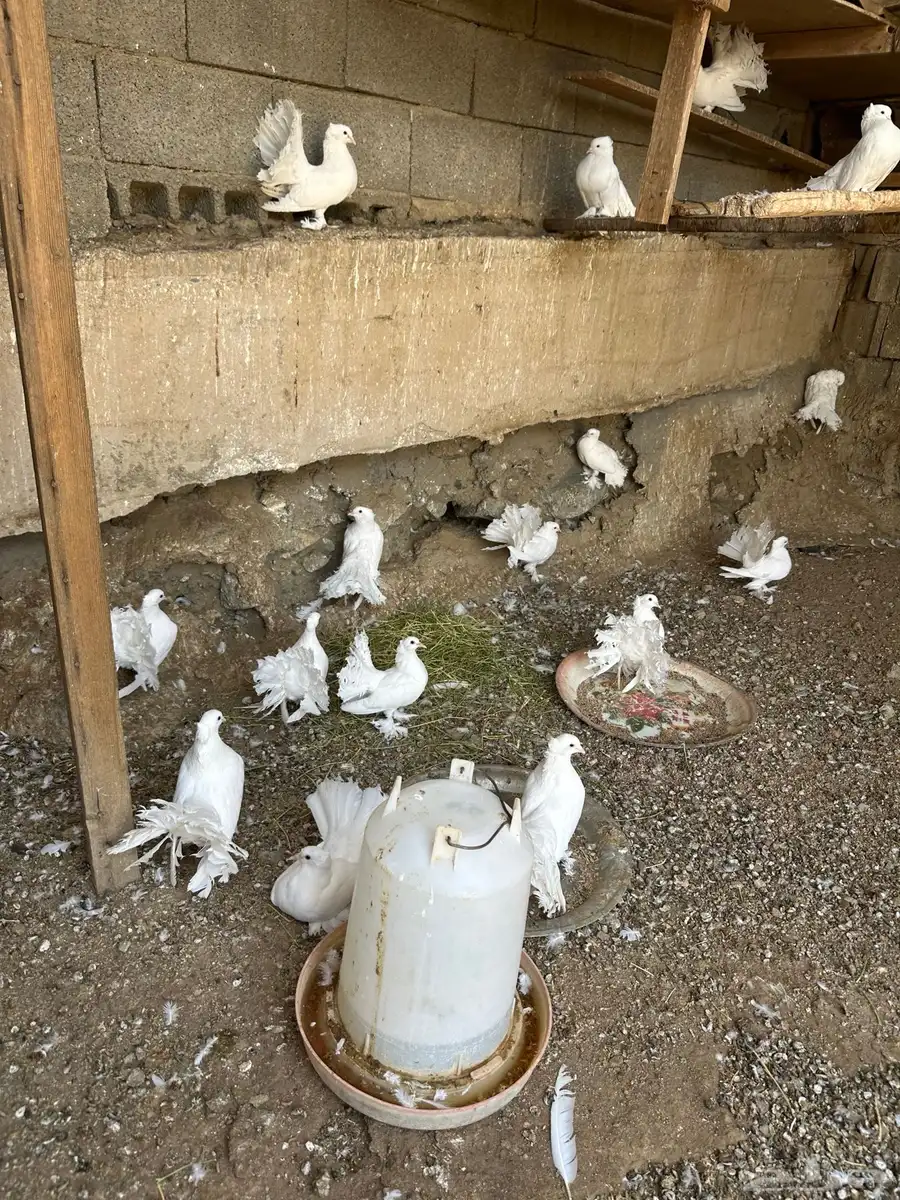 حمام رقاص وصنعاني 12
