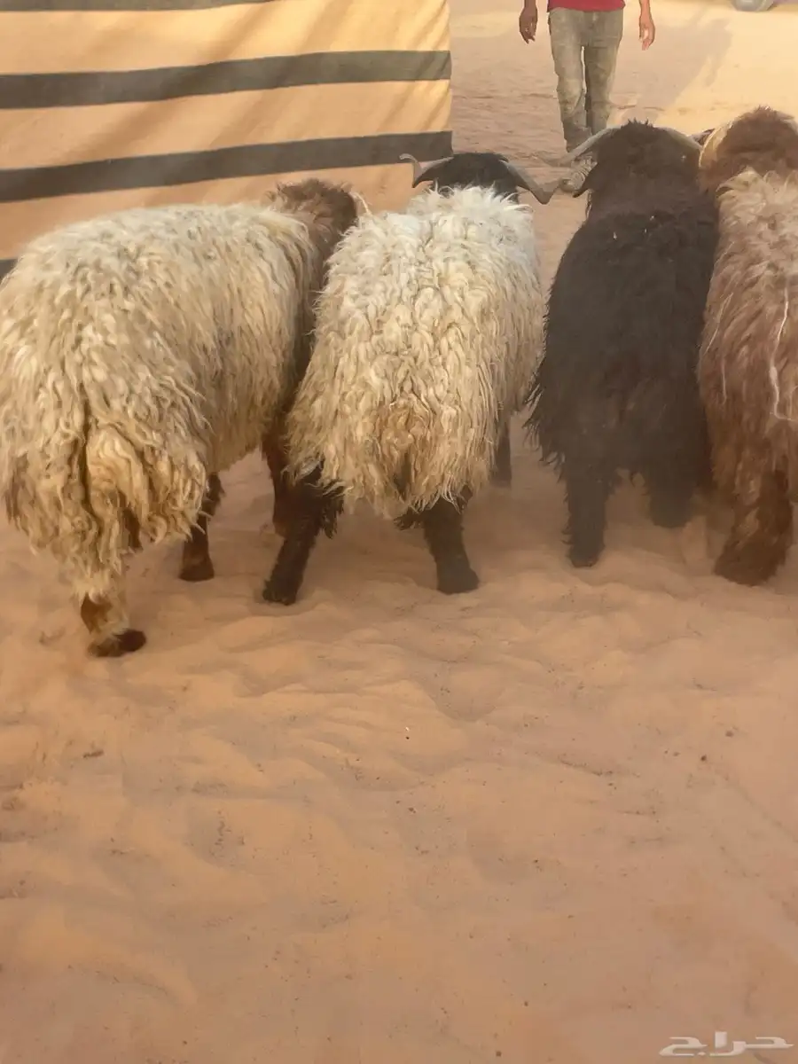 اغنام 2