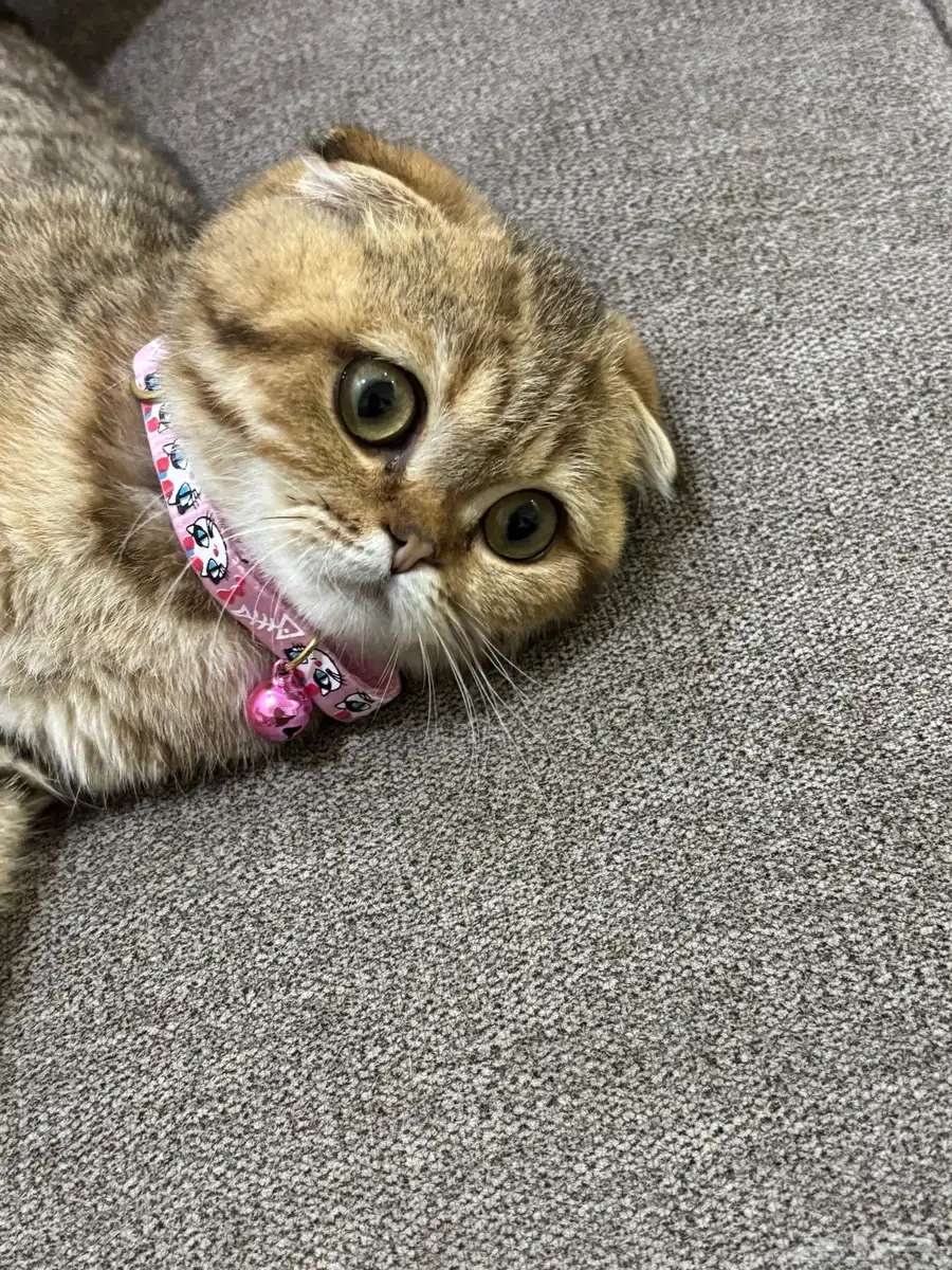 قطه 12