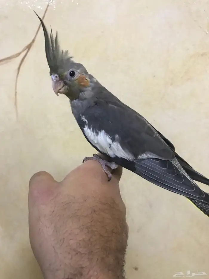 للبيع كروان اليف 6