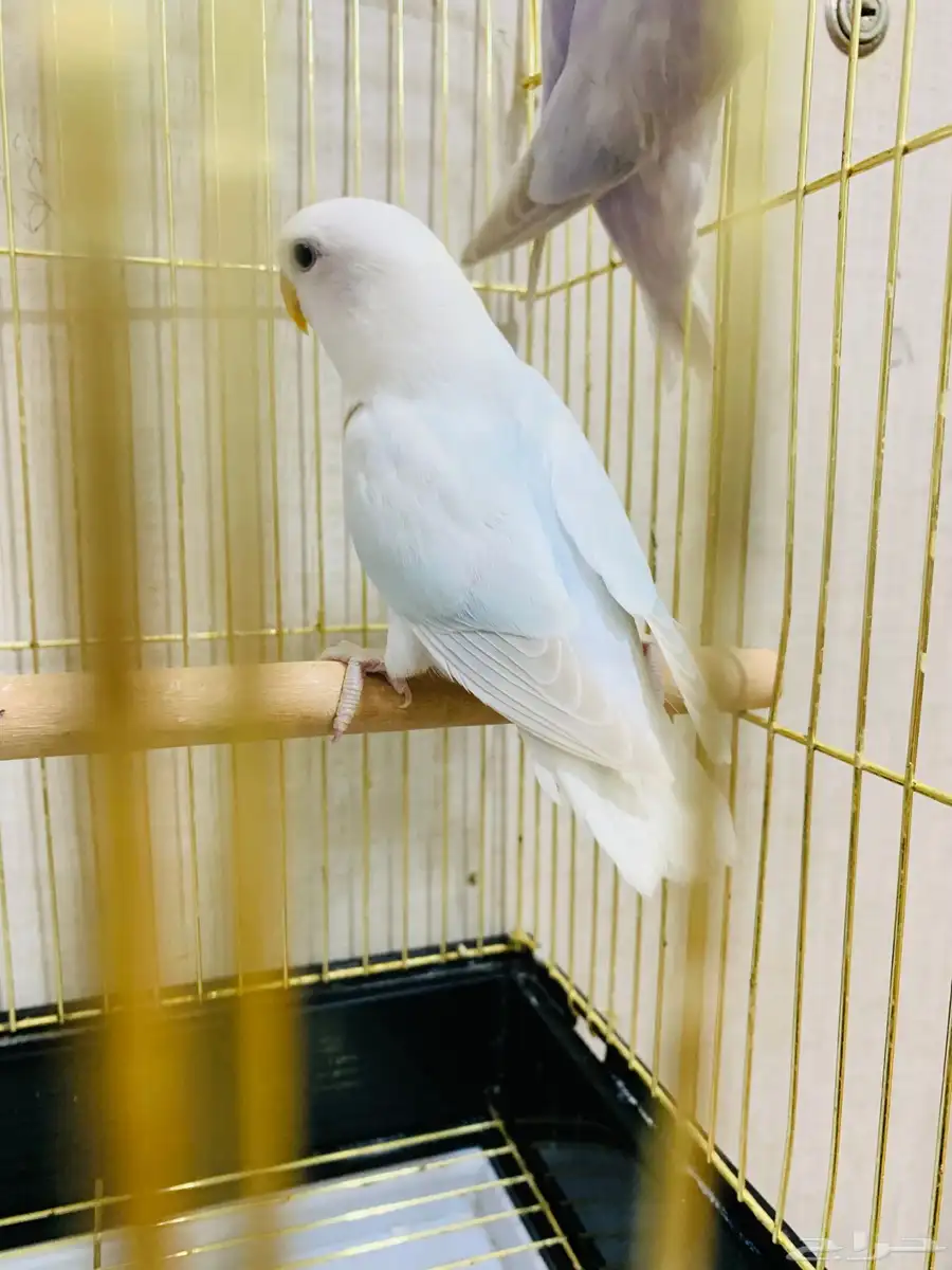 زوج روز 2