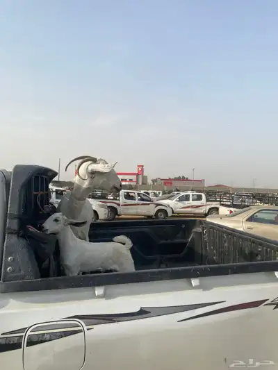 ماعز بيشي 0