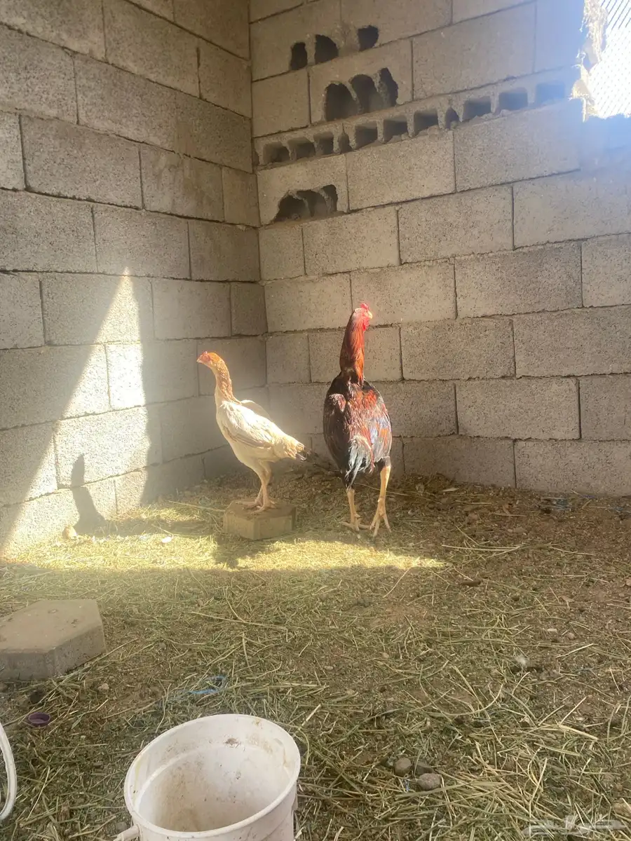 زوج سندي 5