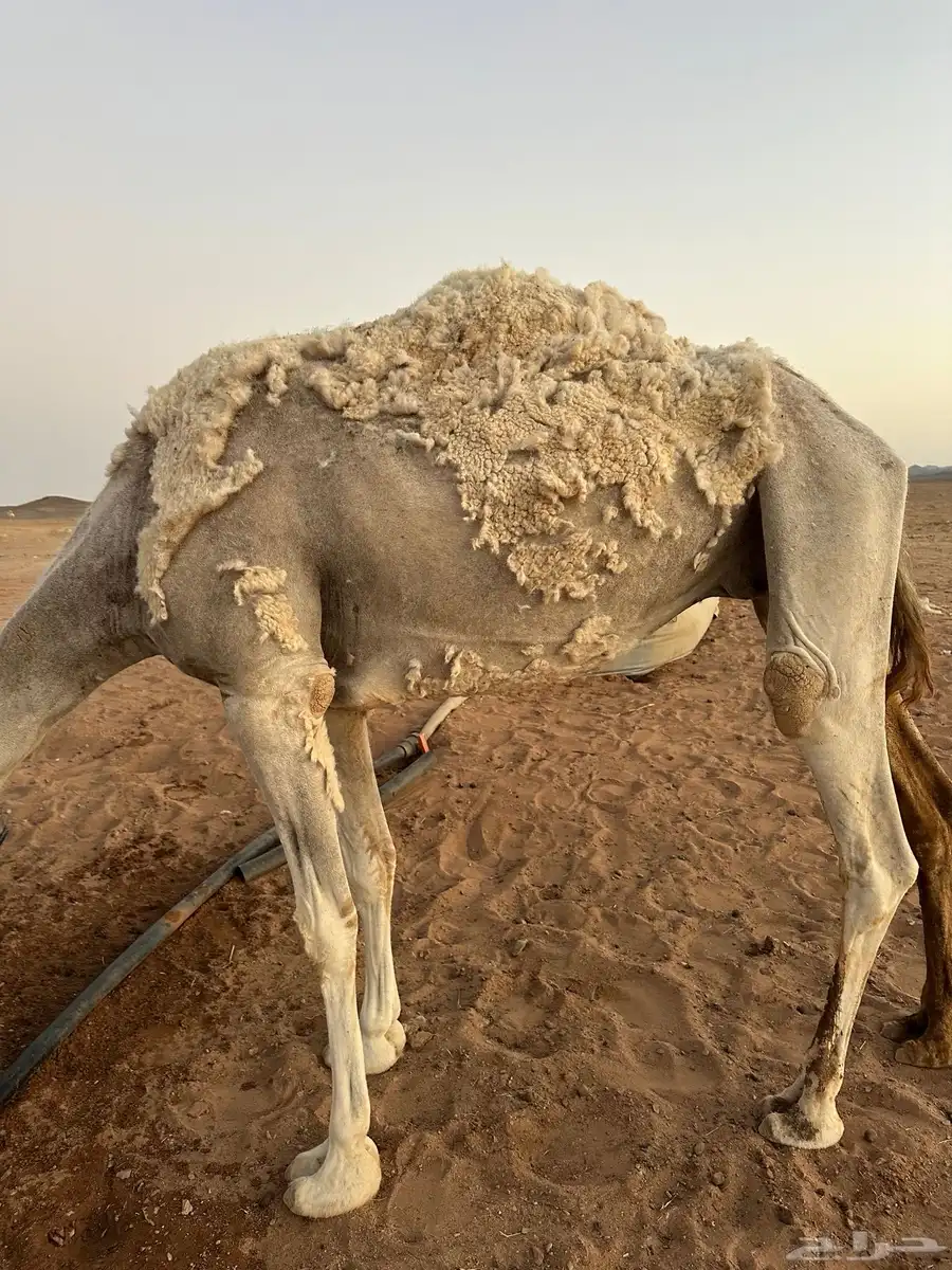 حايل للبيع 1
