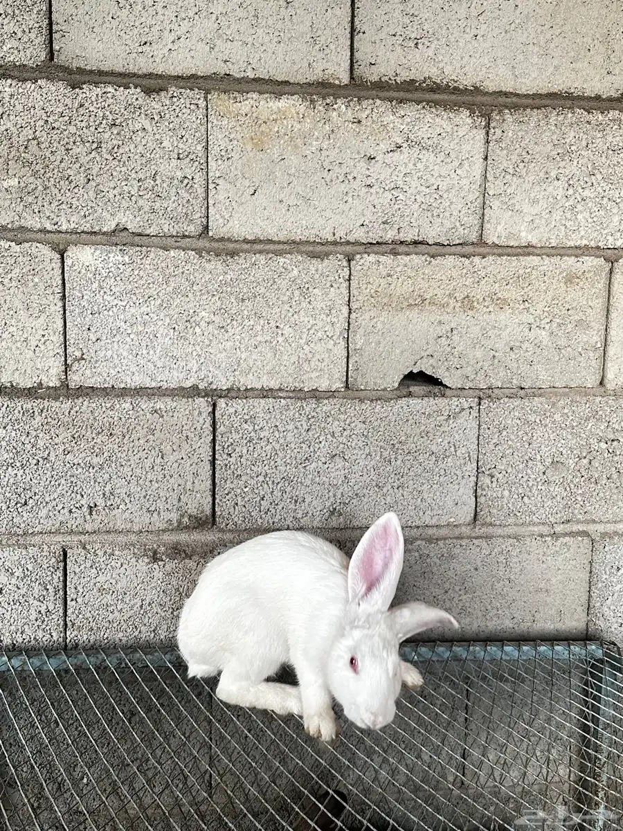 5 اذكور فلاندر 6