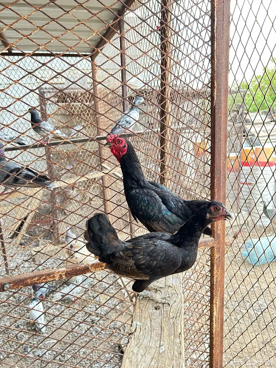 دجاج كوشامو 1