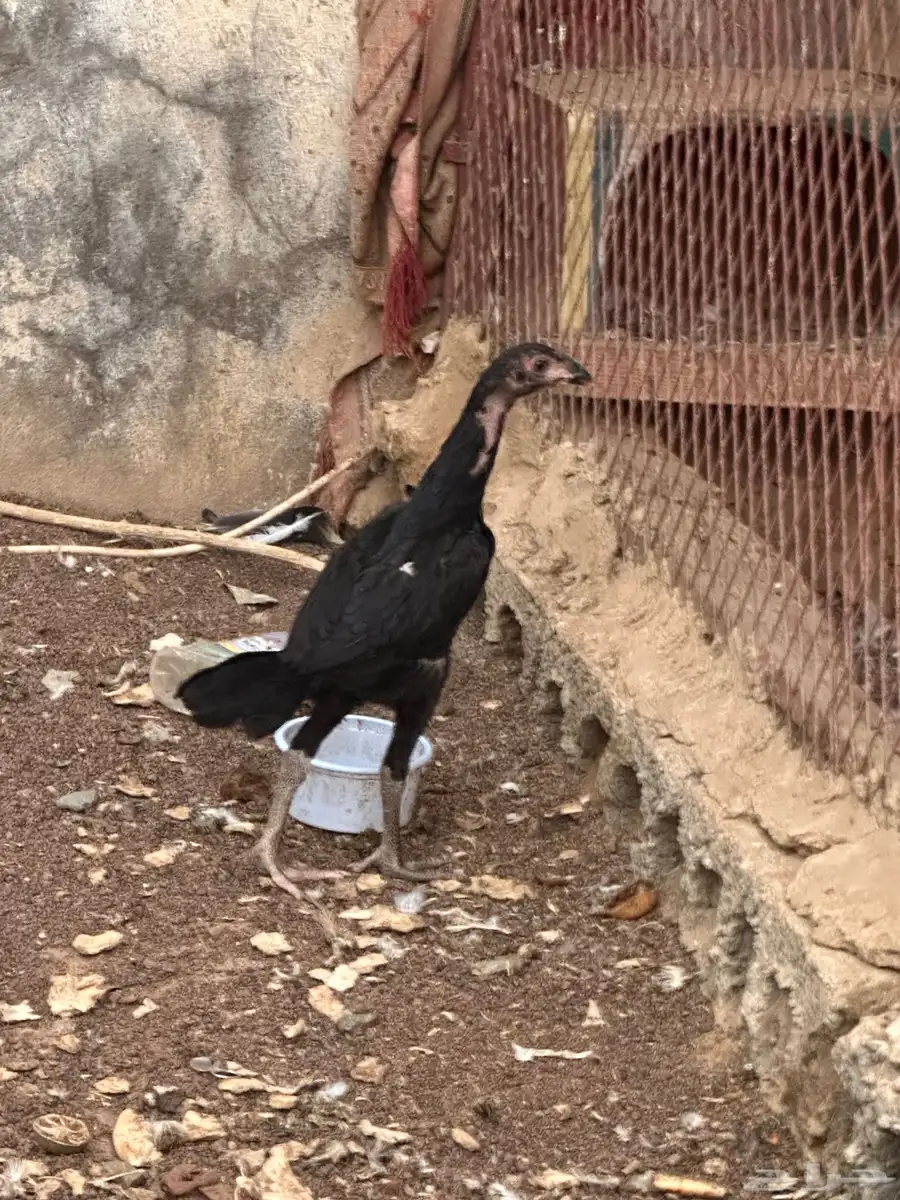 2دجاج فروخ شامو 1