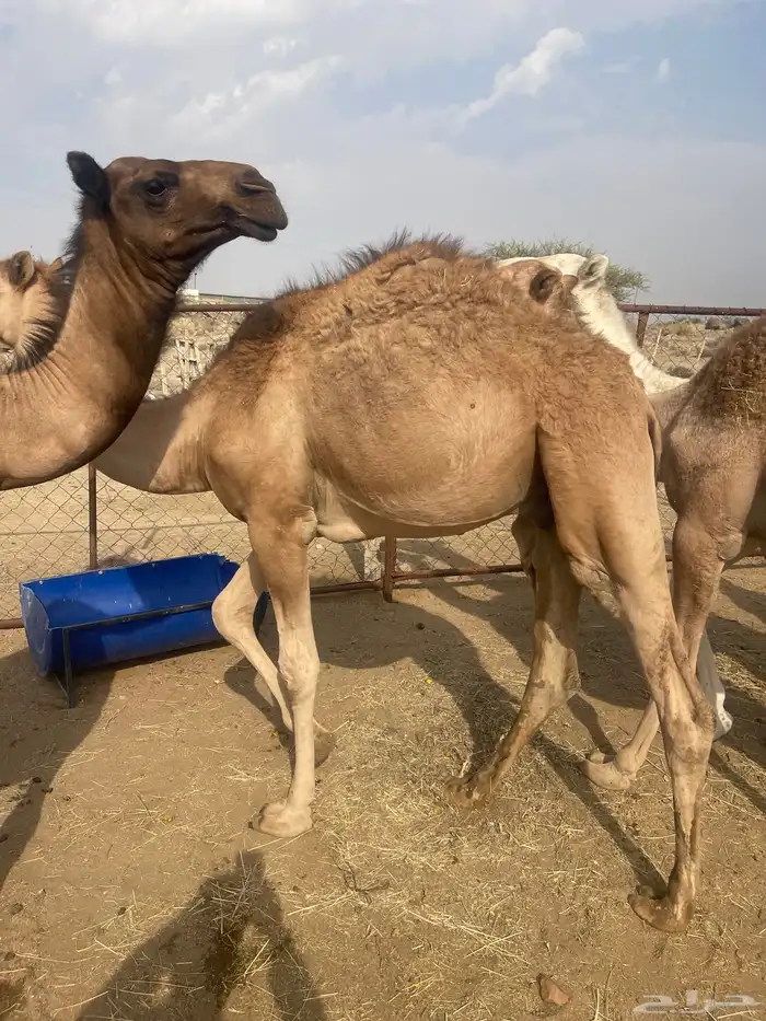 قعدان تم البيع 0