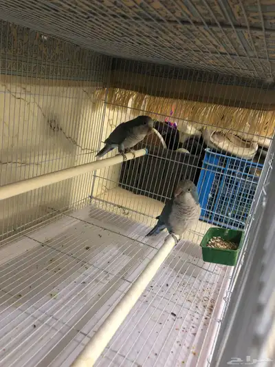 زوجين كويكر منتجه بسعر جدا مناسب(تم البيع ) 4