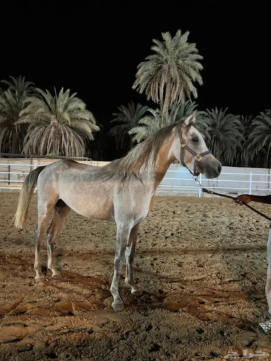 خيل شعبي 0