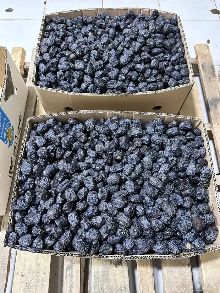 عجوة المدينة 3