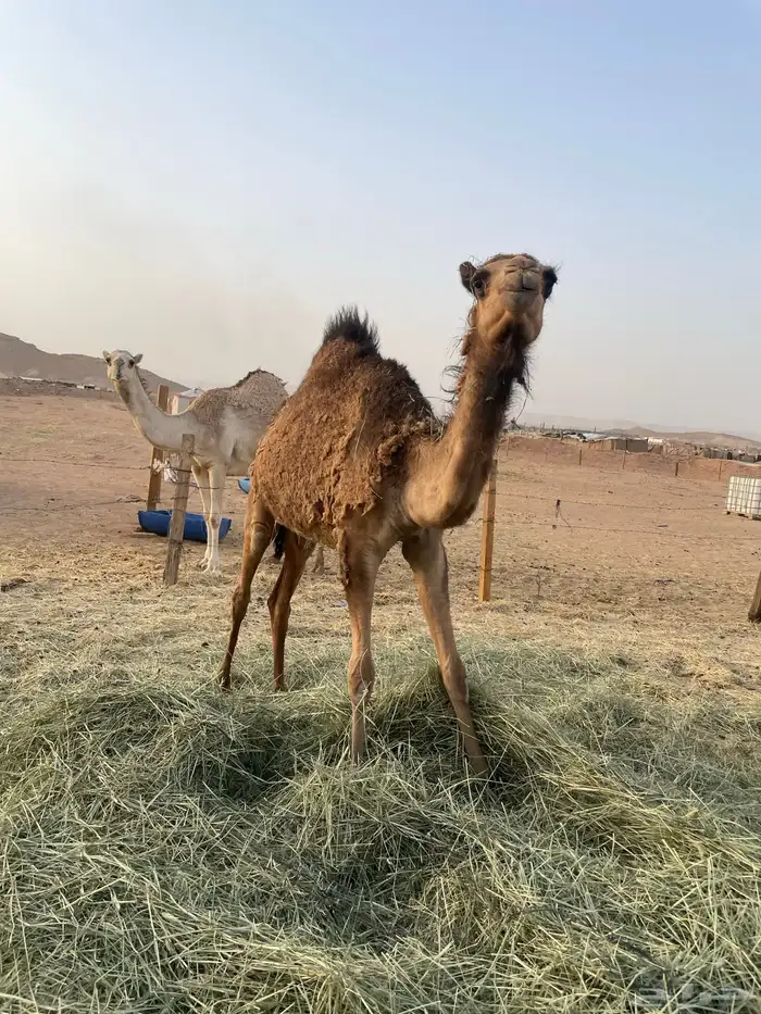 بكرة مفرودة طيبة جدا 5