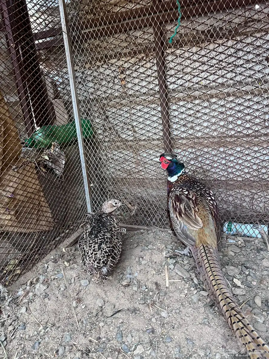 فزن 0
