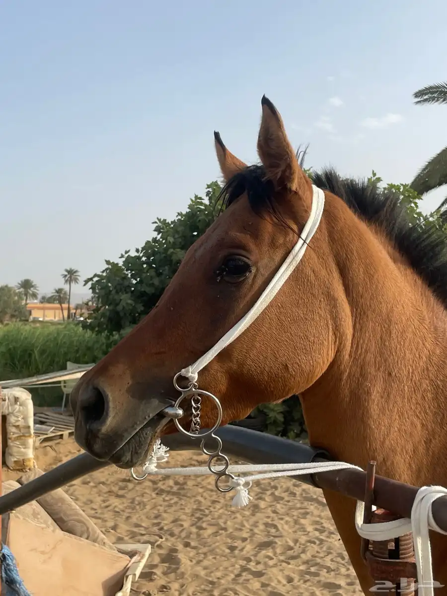 خيل شعبي 1