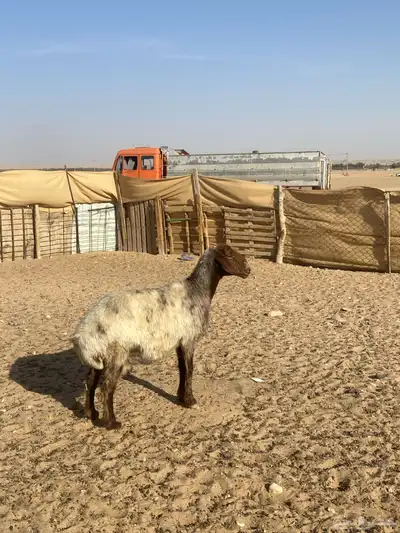 نعجه مضرع 0
