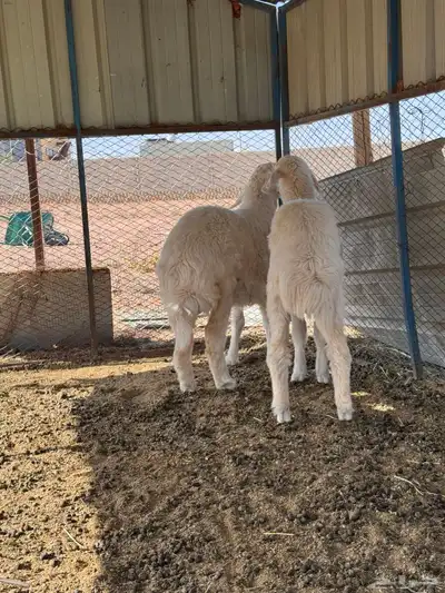 ذبايح رخال حريه 8