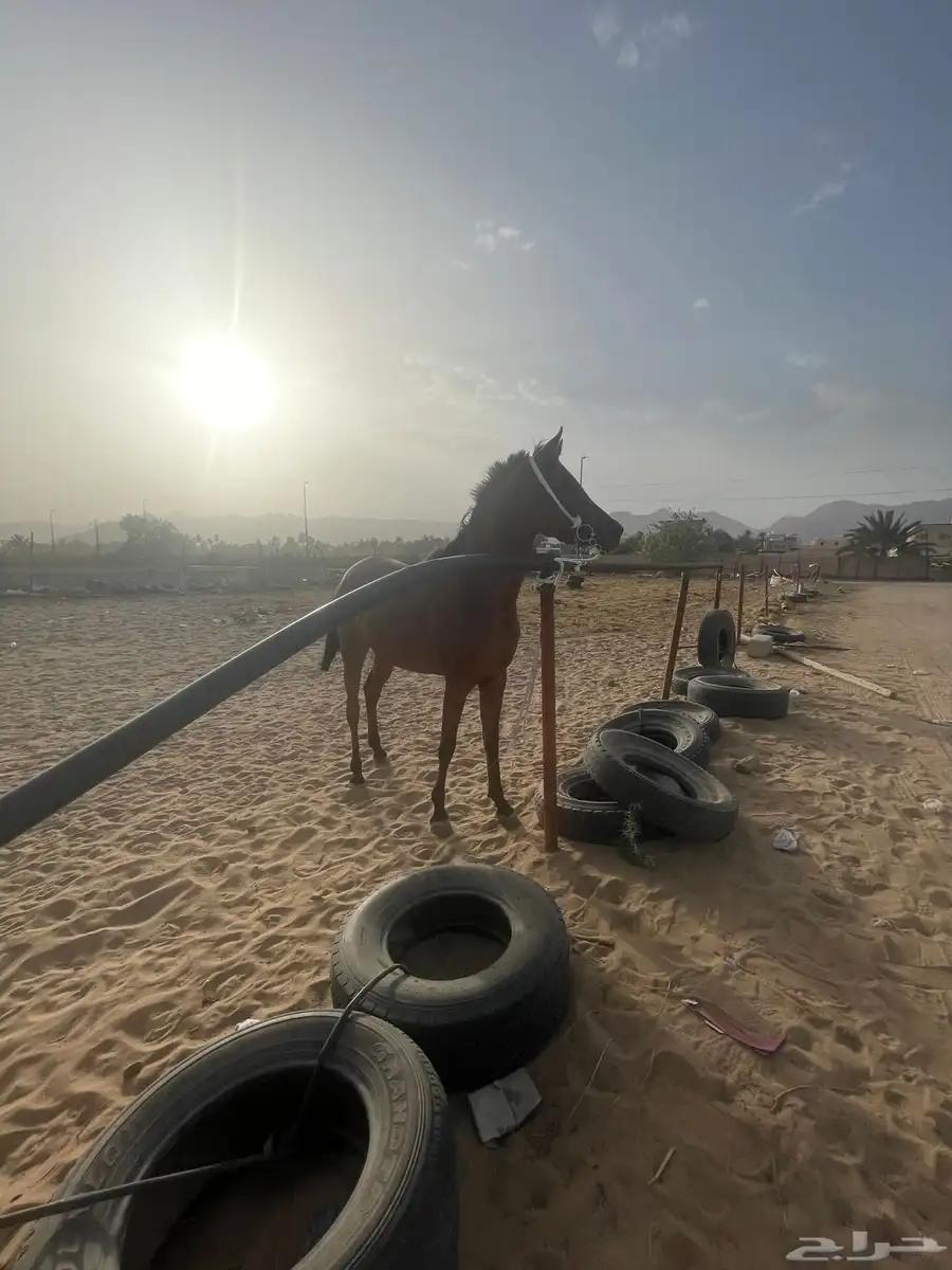خيل شعبي 2