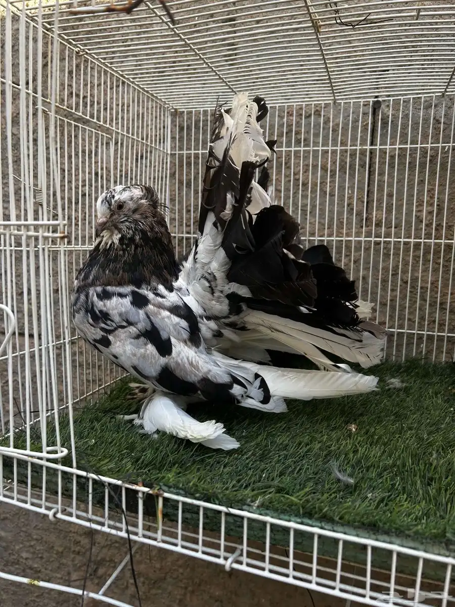 جوز رقاص أمريكي 0