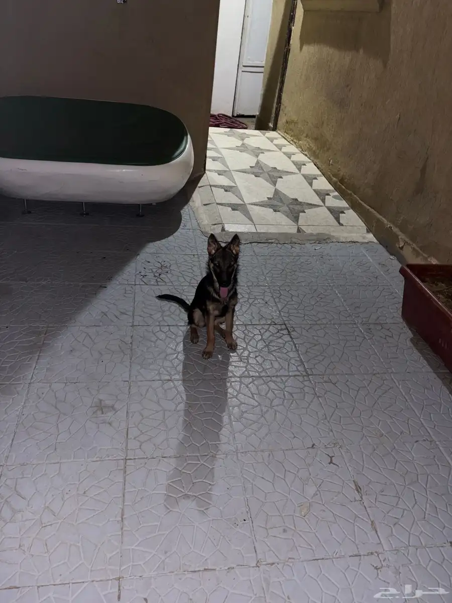 German shepherd dog 0