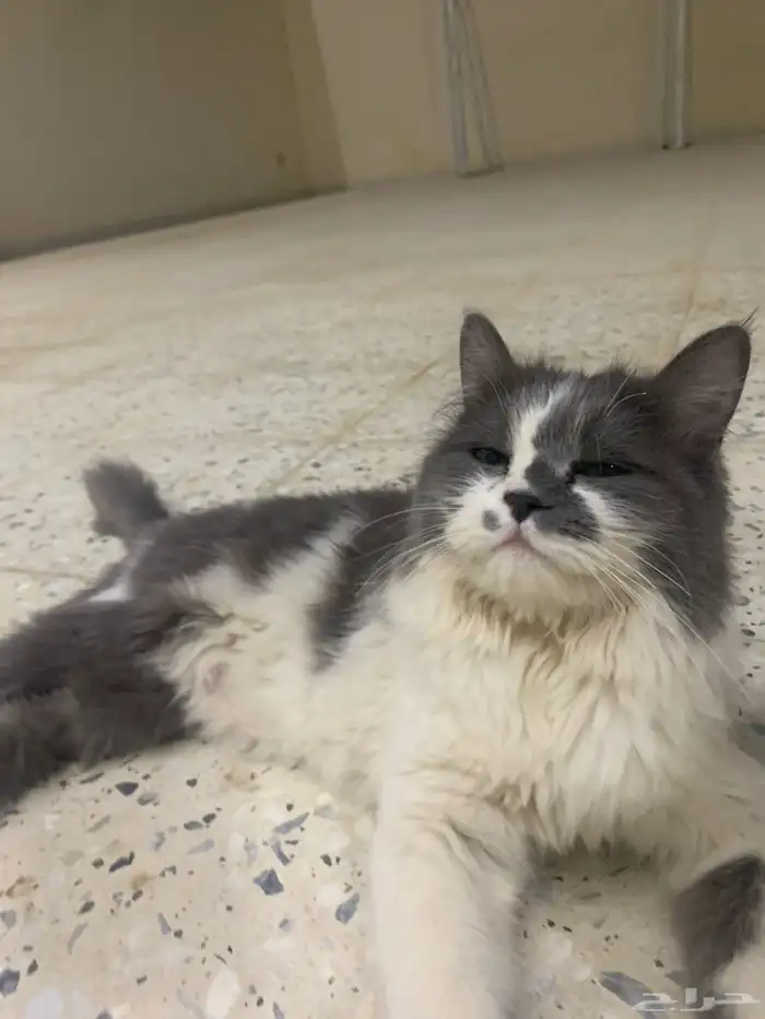 بسه شرازيه 1